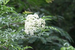 Sambucus canadensis